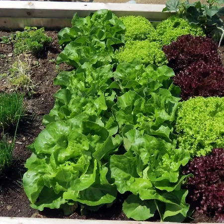 Szálloda Lesacherhof Kals-am Großglockner