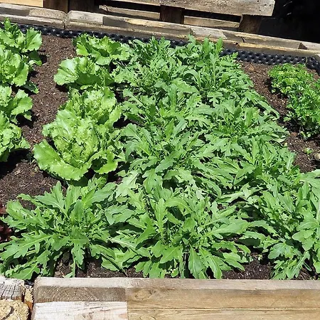 Lesacherhof * Kals-am Großglockner